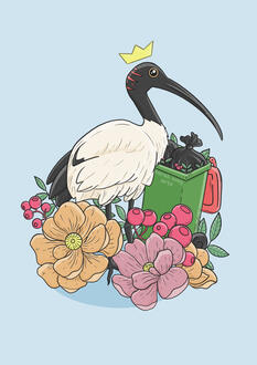 Ibis